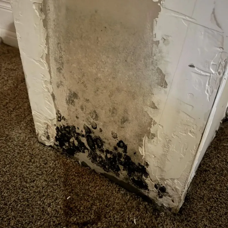 Professional Mold Removal in Jefferson County, KY